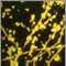 Candida - fluorescent stain